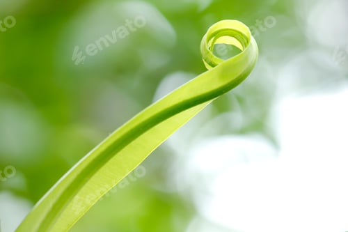 Preview: The tip of the leaf rolls.