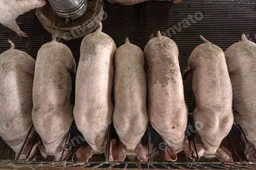 Preview: Top view of Young pigs in hog farms, Pig industry