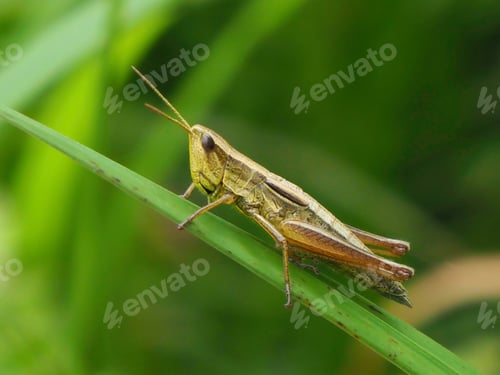Preview: Close up of grasshopper