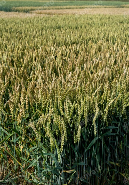 Preview: Green wheat ears at field on a sunny summer day.