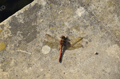 Preview: red brown dragon fly sitting on grey stone