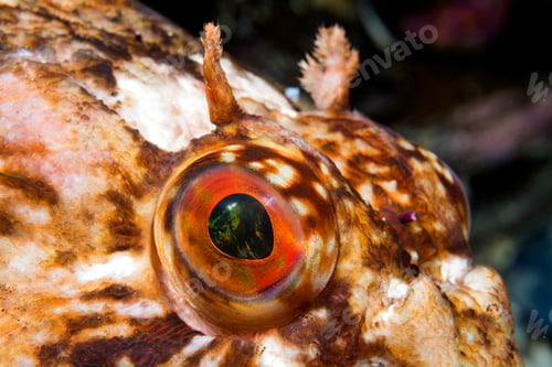 Preview: Cabezon eye in California ocean