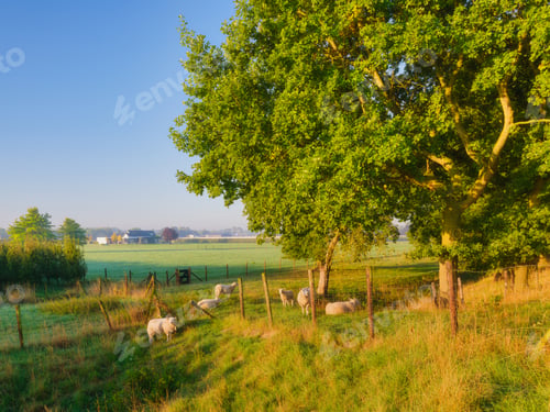 Preview: A flock of sheep in the garden. Agriculture. Animals on the farm. Food production.