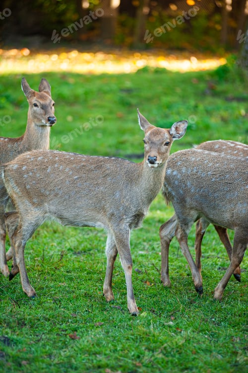 Preview: wild animals, deer in the forest, european fauna