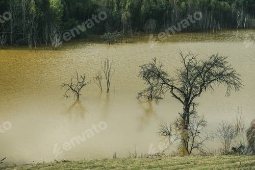 Preview: Lake with Polluted Water and Dead Trees