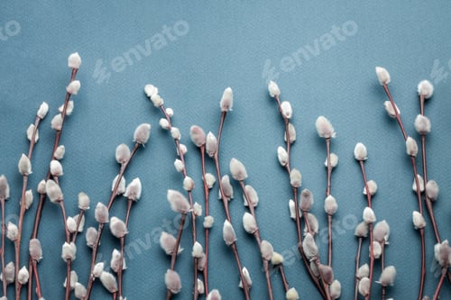 Preview: Spring pussy willow branches on blue background. Concept of springtime