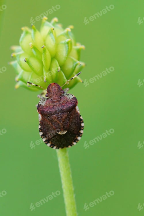 Preview: Vertical closeup on a plant parasite brown bug, Dyroderes umbraculatus on it's host plant