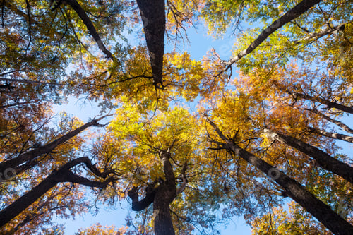 Preview: Autumn forest