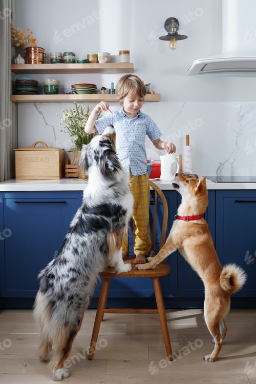 Preview: Family fun in the kitchen. Cute little boy helping make breakfast and playing with his two dogs