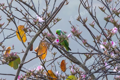Preview: Parrots