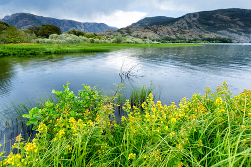 Preview: Blooming meadow on coast of lake in mountain range