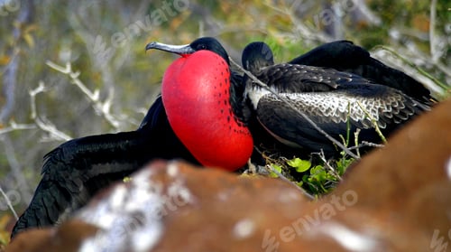 Preview: Magnificent Frigatebird, Galápagos National Park, Ecuador