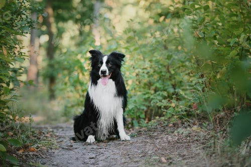 Preview: Border Collie dog walking at the city park. Dog fun. Cute pet. Dog tricks. Smart domestic dog breed
