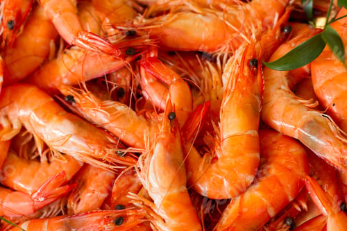 Preview: closeup on fresh prawns