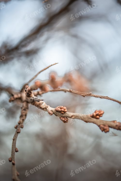 Preview: Close up shot of a branch of ripening Sea buckthorns on a blurry background