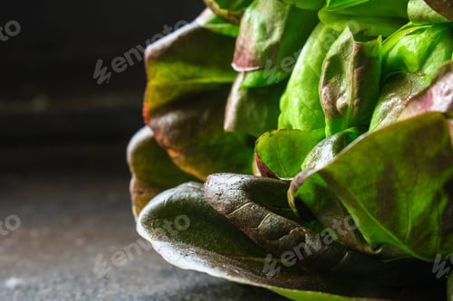 Preview: Lettuce Or Romano Salad, Salad Leaves (Lettuce Bush, Green Crop Petals, Vitamins Roman Salad