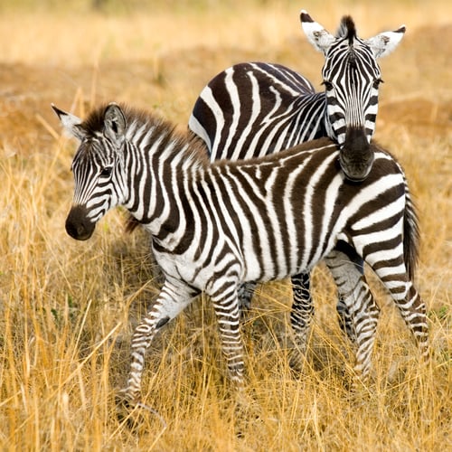 Preview: Zebra