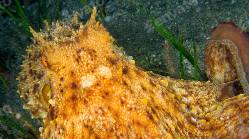 Preview: Mediterranean Octopus, Cabo Cope Puntas del Calnegre Regional Park, Spain