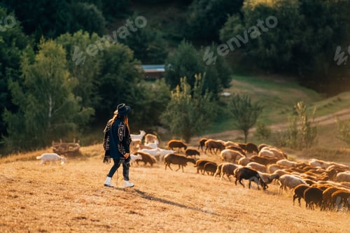 Preview: Female shepherd and flock of sheep at a lawn