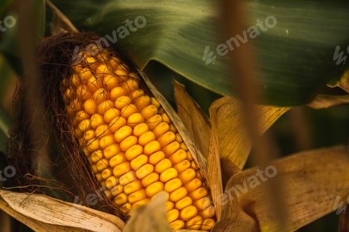Preview: Corn in cob in field. Brown and green leaves, Autumn time