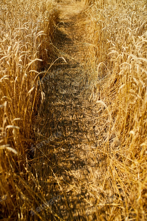Preview: Close up wheat harvest, wheat field background in the sun day, summer