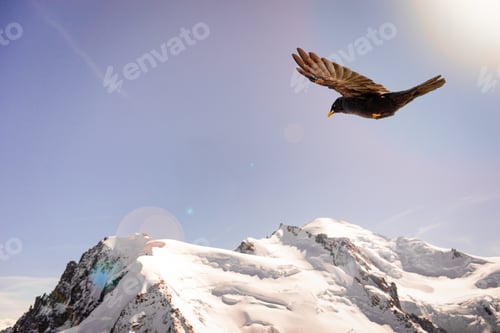 Preview: Alpine Chough (Pyrrhocorax graculus) flying against Alps mountai