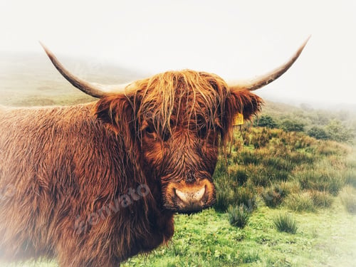 Preview: Highland cow, portrait on a wet and windy day,