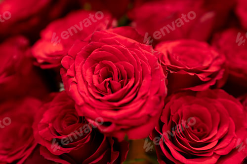Preview: Close-up red rose petals texture
