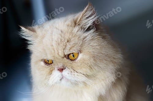 Preview: A Persian longhair cat bad mood