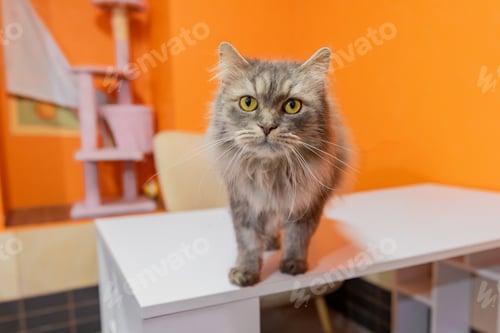 Preview: Gray Long-haired Cat on White Bench in Animal Shelter
