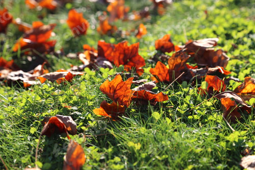 Preview: Bright autumn leaves glowing in sunlight on a green grass