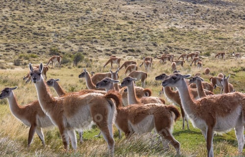 Preview: Guanaco