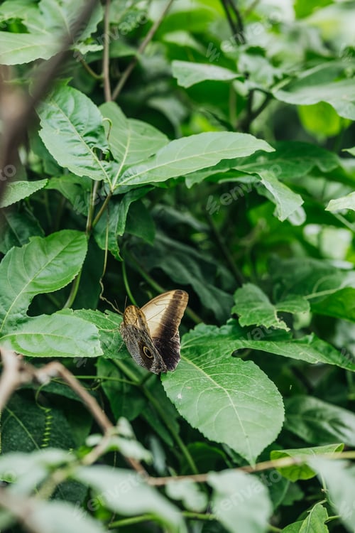 Preview: Owl butterfly resting on green leaves in lush foliage, detailed natural background