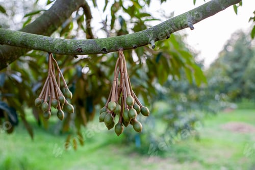 Preview: Young Durian on Tree .Macro Shot with Bokeh Background