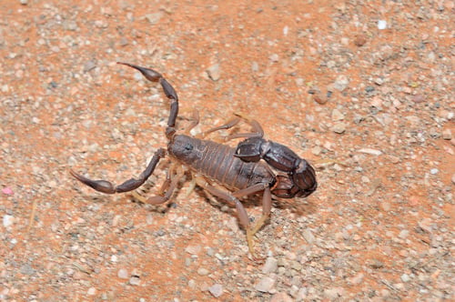 Preview: Granulated thick-tailed scorpion