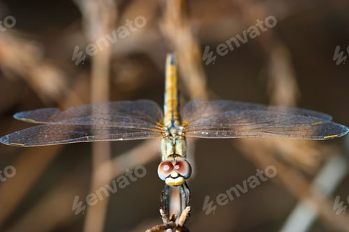 Preview: Dragonfly ( sympetrum sp )