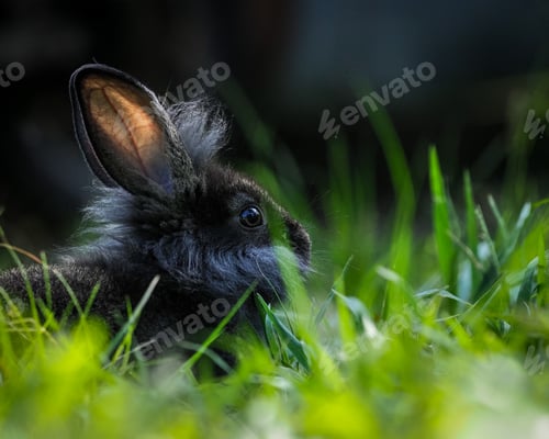 Preview: black rabbit