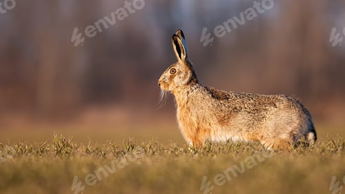 Preview: Alert brown hare standing on a green field in spring