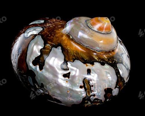 Preview: Turbo Sarmaticus Shell on black background