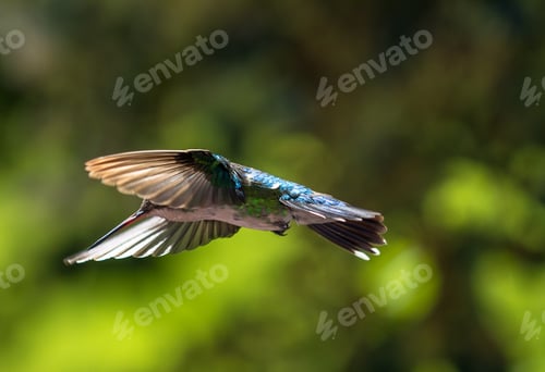 Preview: Hummingbird flying and blurred background.
