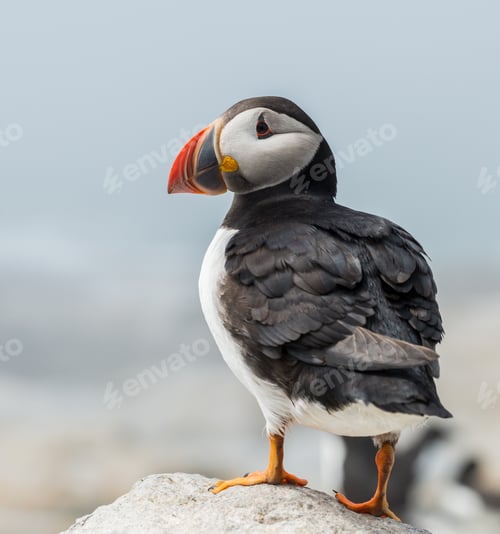 Preview: Atlantic Puffin Portrait in Maine