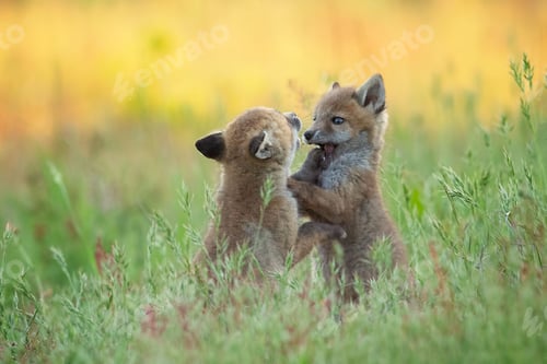 Preview: Playful fox cubs in a grassy field