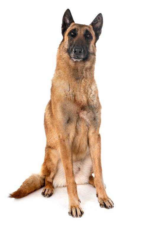 Preview: belgian shepherd malinois