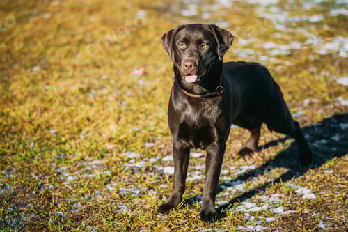 Preview: Funny pet labrador dog animal during seasonal activity. beautiful breed dog funny labrador outdoor