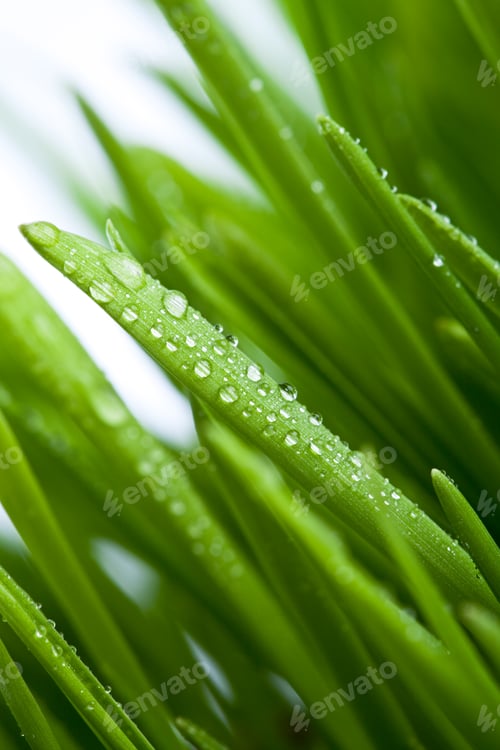 Preview: green grass