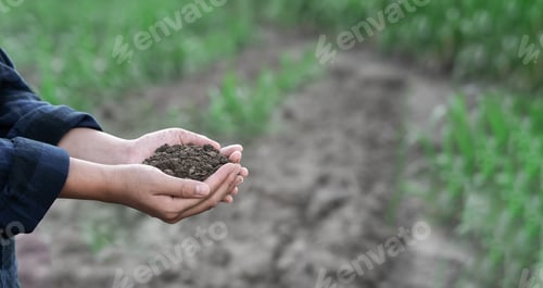 Preview: A farmer's expert hands check soil health before growing vegetable seeds or plant seedlings.