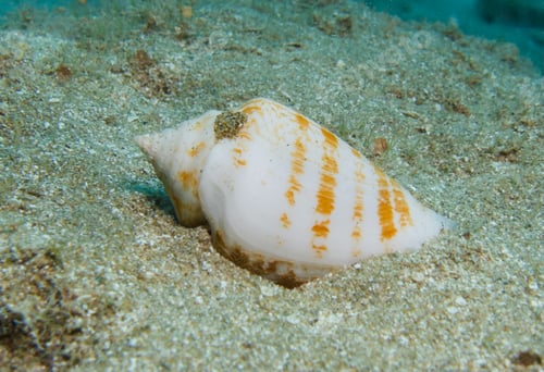 Preview: Cone shell from the Mediterranean Sea