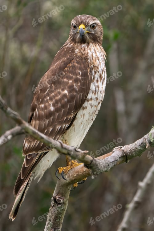 Preview: Red-shouldered Hawk