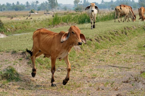 Preview: Cow in the green grass