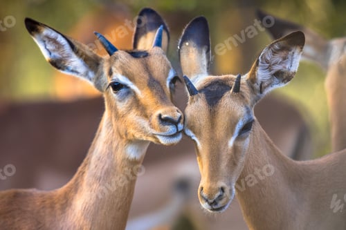 Preview: Two Impalas grooming sweetly